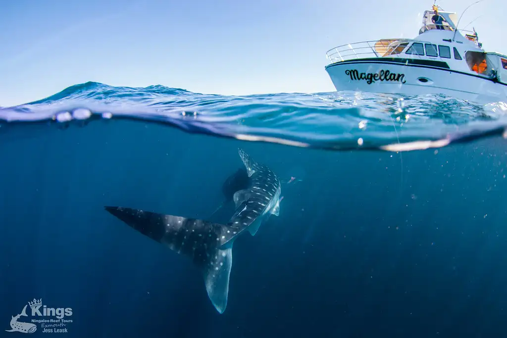 Whale Shark Snorkelling Adventure Tour (Apr-July) | Departing Exmouth