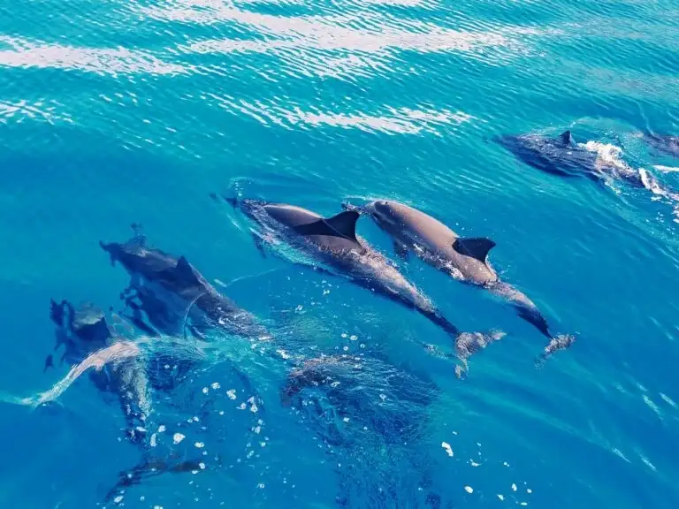 AʻO HAWAIʻI - Swim with Dolphins