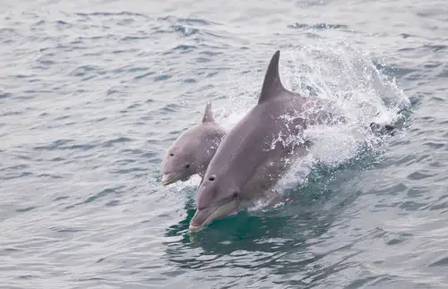 Dolphin, Penguin and Sea Lion Cruise - Departing Penguin Island