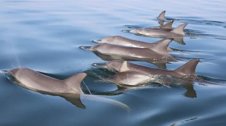 Dolphin Cruise & Views | From Mandurah