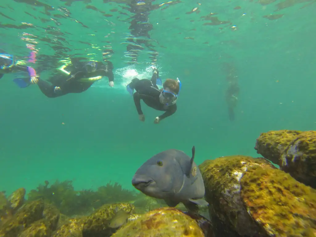 Manly Snorkel and Headland Walk Eco Tour