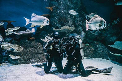 Cairns Aquarium Shark Adventure