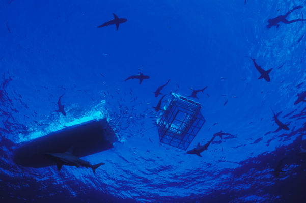 Shark Cage Diving deals