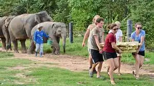 One Day Volunteer Program at Phuket Elephant Sanctuary