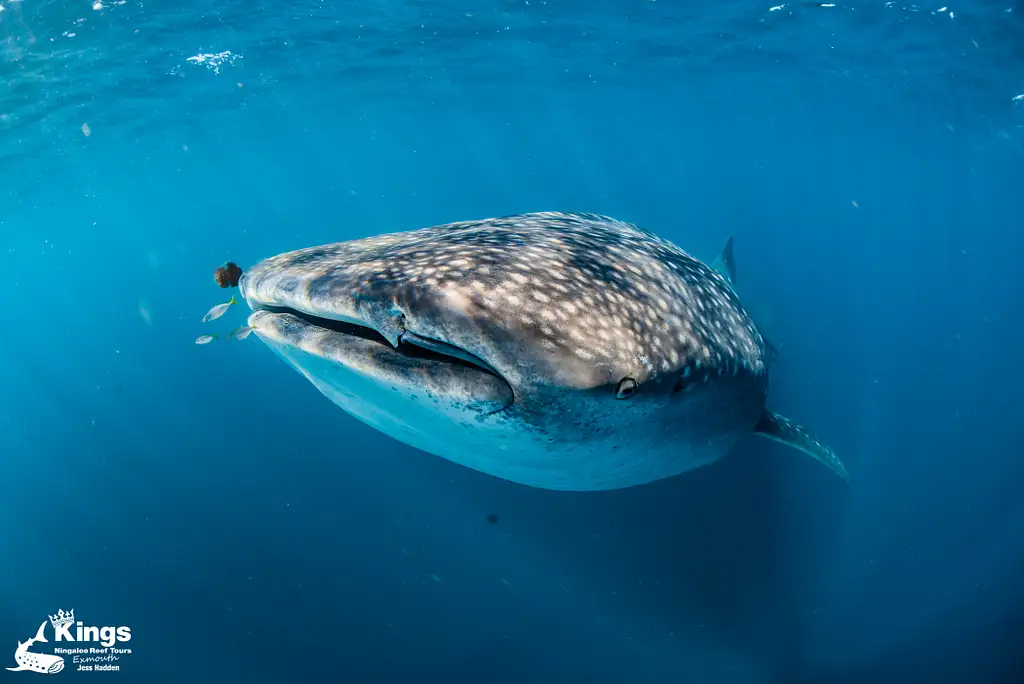 Whale Shark Snorkelling Adventure Tour (Apr-July) | Departing Exmouth
