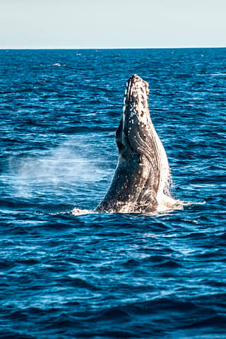 Swim With Whales Sunshine Coast Deals