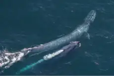 Kaikōura Helicopters Top‘n’Tail Whale Watching