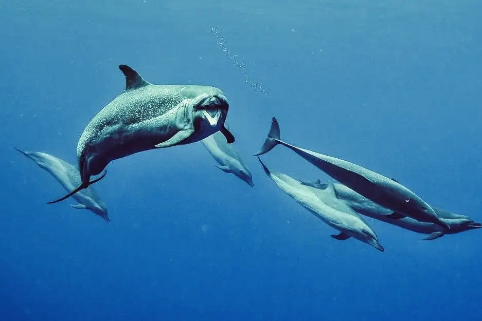 Wild Dolphins Swimming Experience