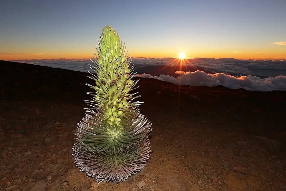 Haleakala Sunrise Tour with Breakfast | From Maui
