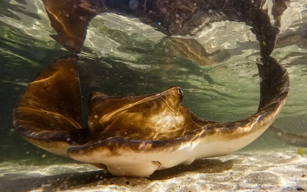 Irukandji Entry Pass with Sting-ray snorkel included