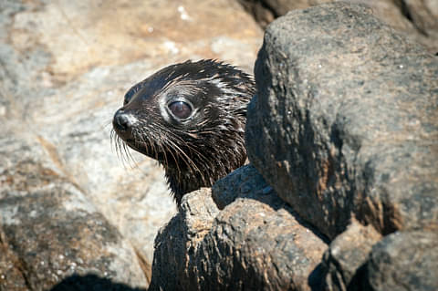 4 day, 3 night cage diving tour