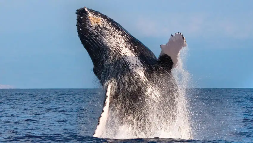 1.5-hour Whale Watching Tour - Departing Waikoloa