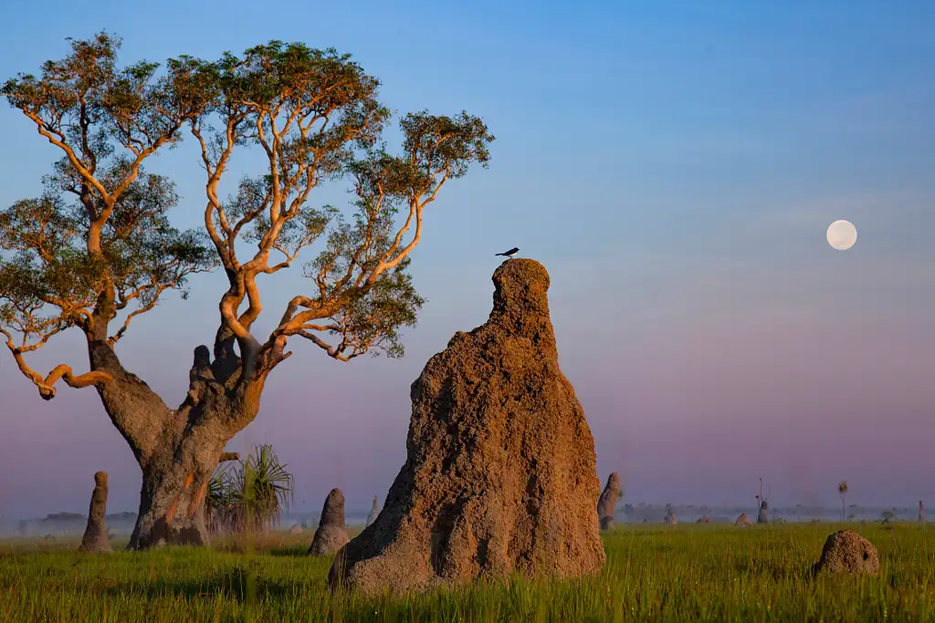 Finniss River Outback Survivalist Tour | Darwin