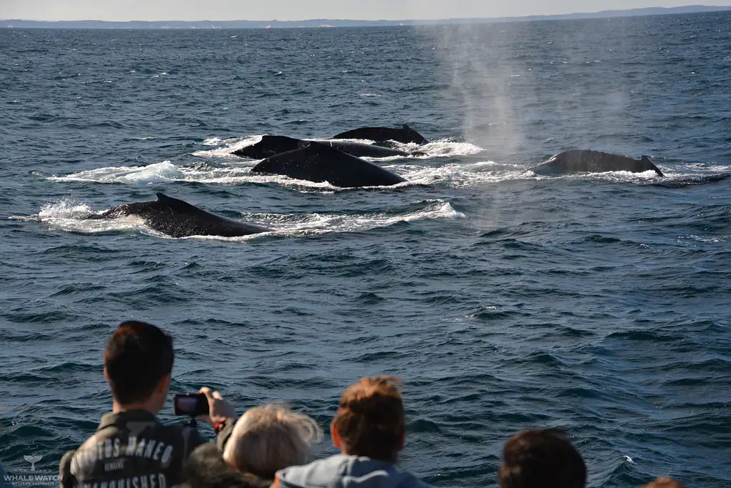 Whale Watch Experience AUGUSTA