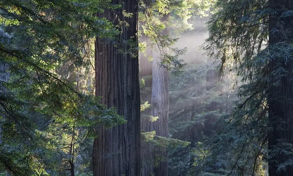 Muir Woods And Sausalito Tour With Bay Cruise