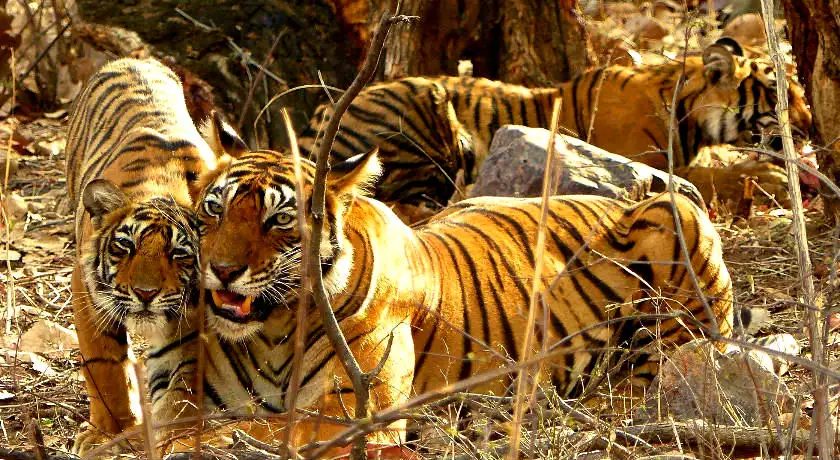 South & North India Tour