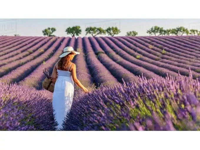 Tour of the Lavender Fields and Gorges du Verdon | From Nice