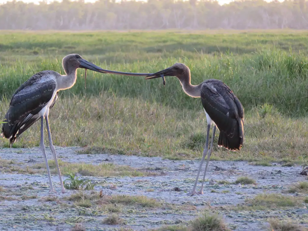 Corroboree Billabong | 2 Hour Sunrise Wetland Cruise