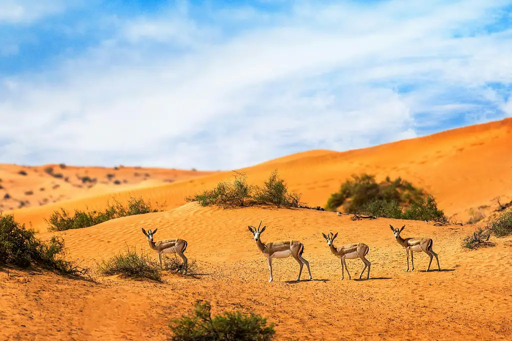 4x4 Sunrise And Wildlife Desert Safari With Picnic From Dubai