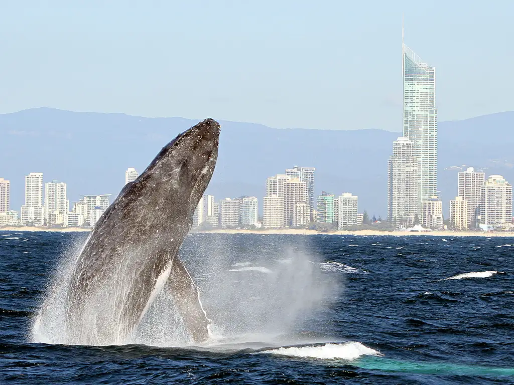 Small Group, Super Yacht Whale Watching Experience