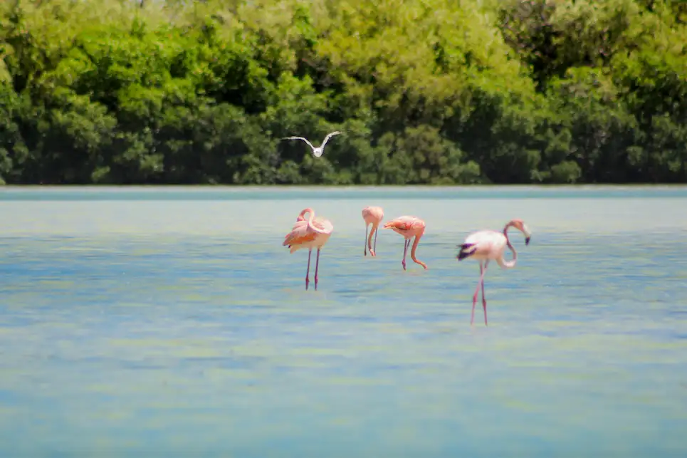 Holbox Island Tour From Cancún