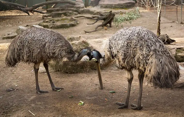 Blue Mountains Small Group Wildlife Tour