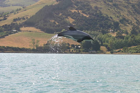 experience akaroa dolphin cruises