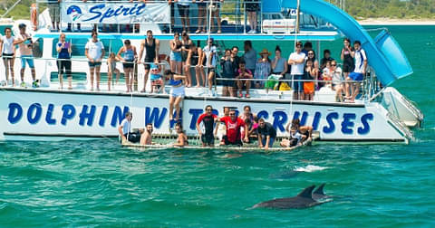 Dolphin watching tours in Nelson Bay