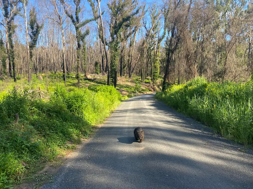 Self-Guided E-Bike Tour - Wagonga Wilderness Loop
