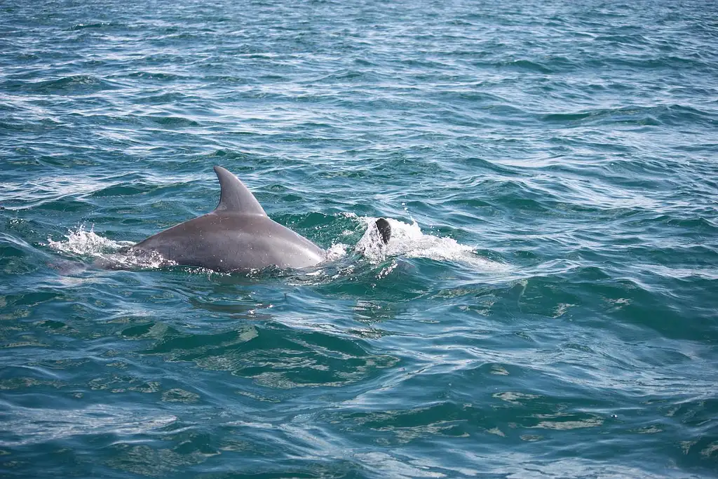 Noosa Dolphin Safari