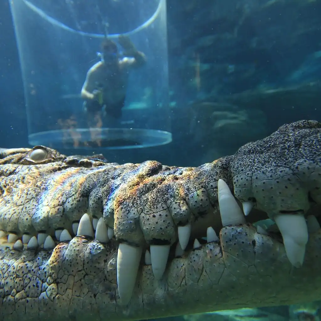 Cage Of Death At Crocosaurus Cove Darwin Australia Backpacker Deals
