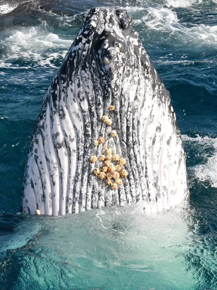 Small Group, Super Yacht Whale Watching Experience