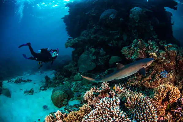 3-Day, 2-Night Liveaboard Package | Snorkel or Dive