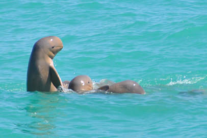 Snubfin Dolphin Eco Cruise - Broome