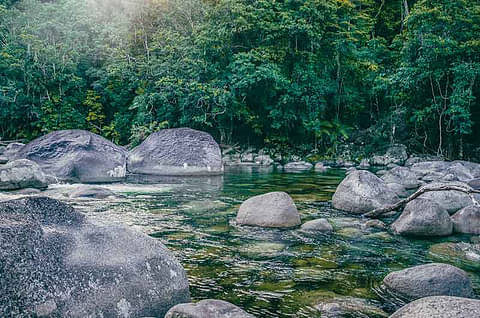 Daintree Walkabout