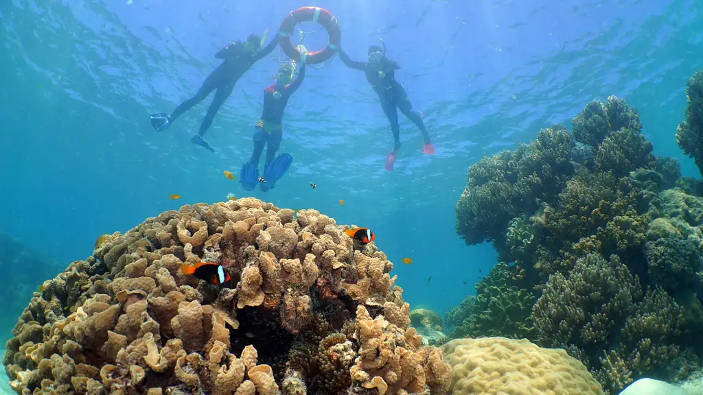 Ocean Spirit Great Barrier Reef Cruise | Snorkel & Dive