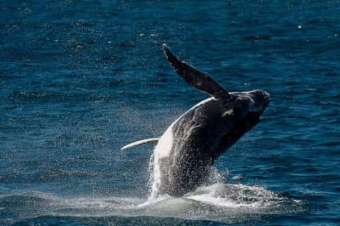 Whale Watching Breaky or BBQ Lunch Cruise from Sydney Harbour