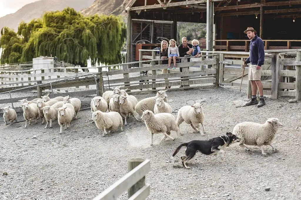 Walter Peak Farm Tour on TSS Earnslaw