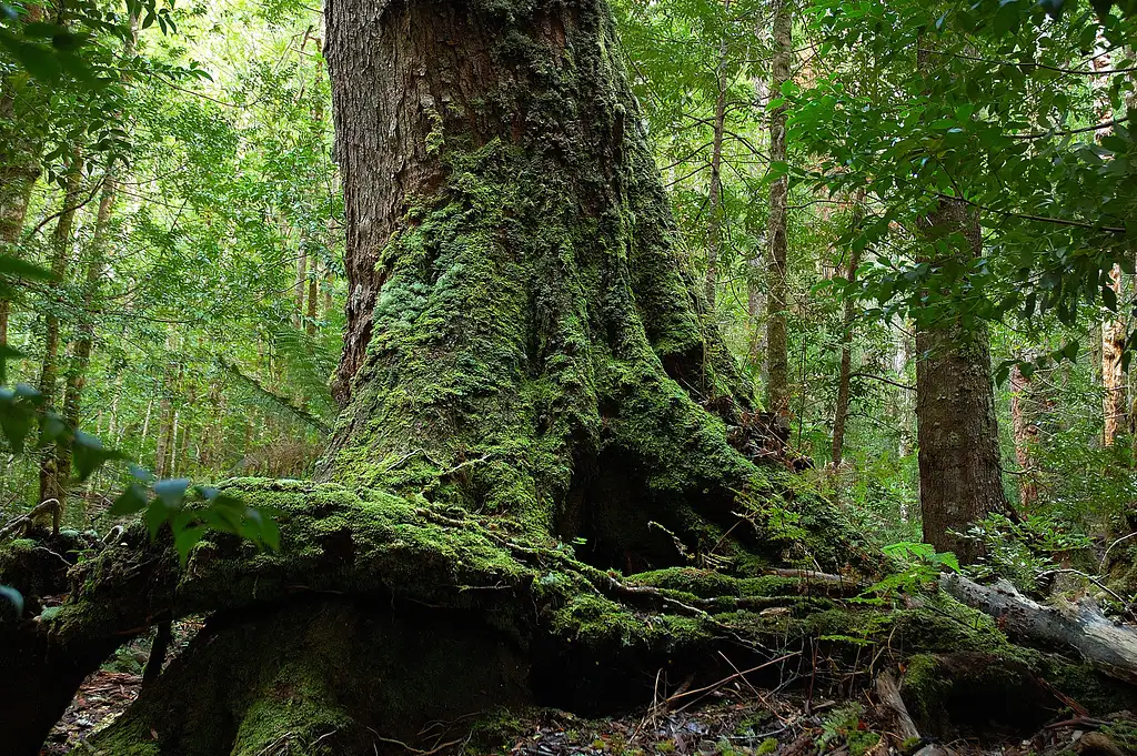 Land of the Giants Wilderness Tour