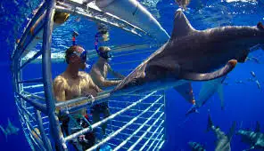 Shark Cage Diving Tour North Shore Oahu