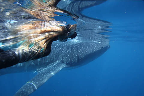 Ningaloo Reef Whale Shark Swim And Snorkel