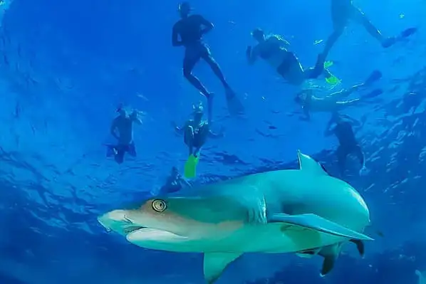 Fiji swim with sharks