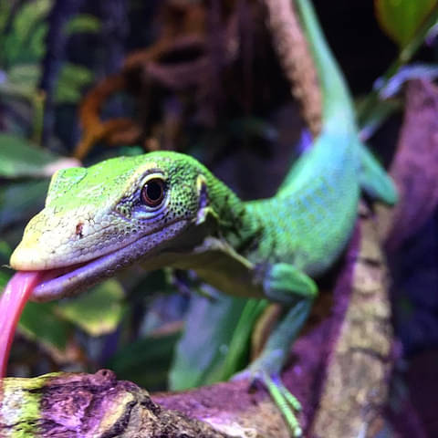Cairns Aquarium Deals