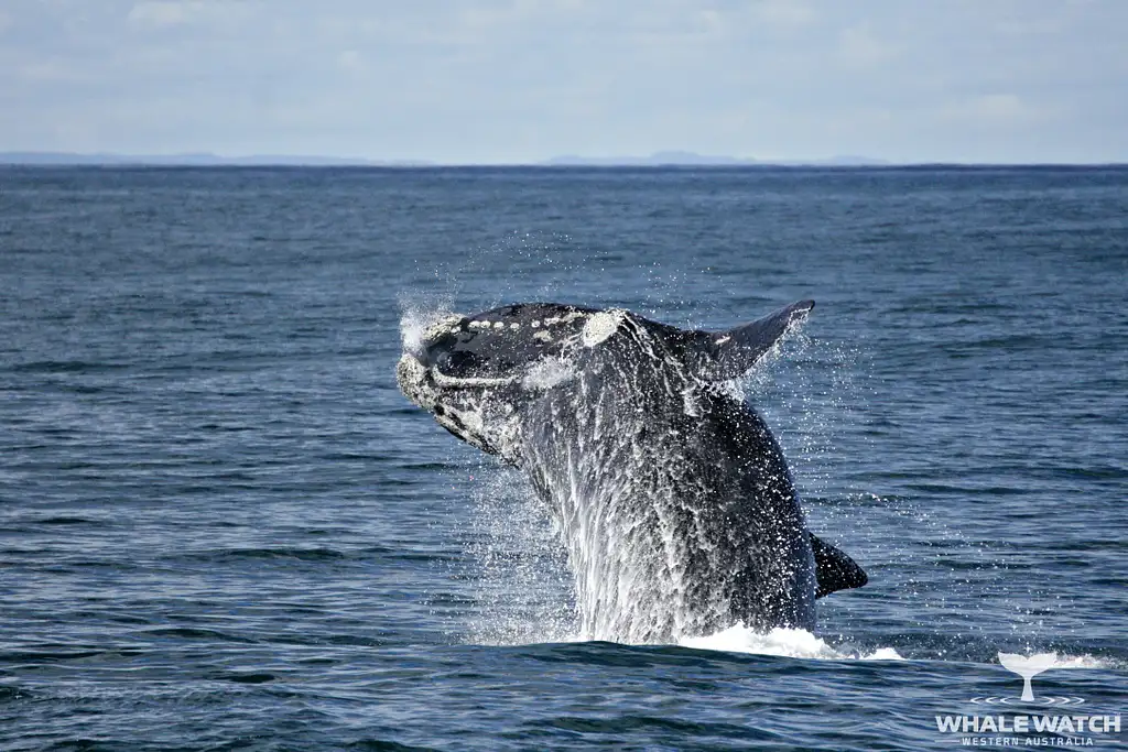 Whale Watch Experience AUGUSTA