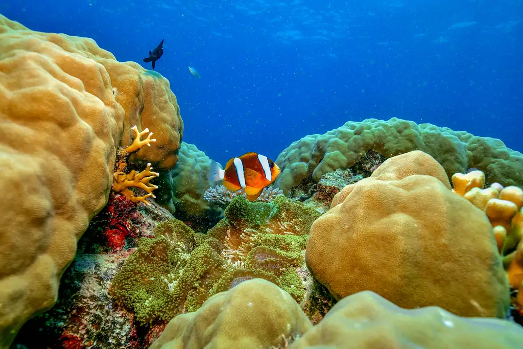Cairns Dreamtime Dive And Snorkel