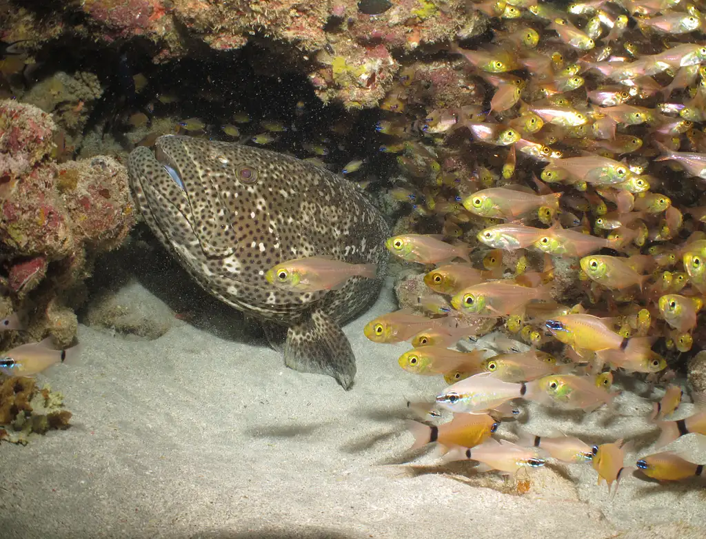 Muiron Island Dive and Snorkel Tour
