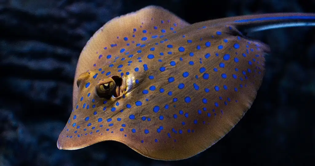Cairns Aquarium by Twilight Tour + Dining Experience