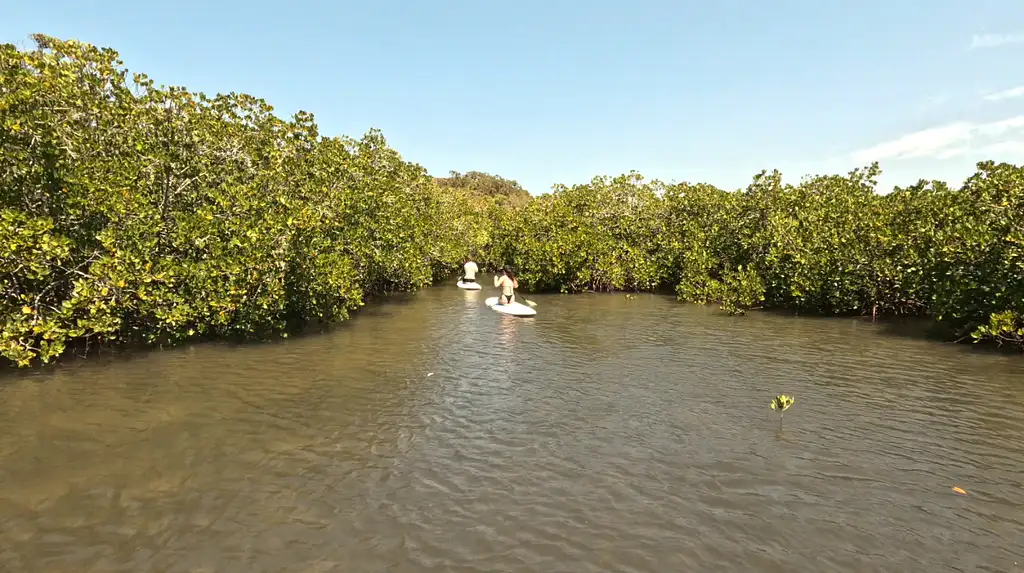Noosa Stand Up Paddle & Mangrove Tunnel Tour