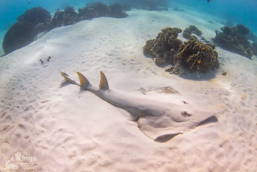 Whale Shark Snorkelling Adventure Tour (Apr-July) | Departing Exmouth