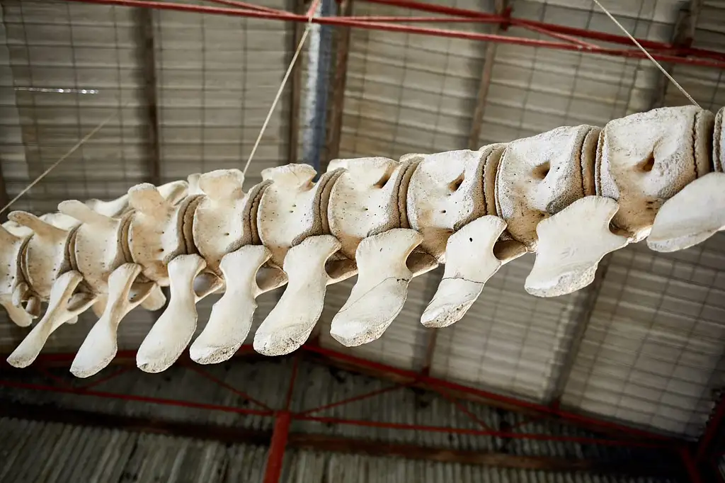 Albany's Whale Story